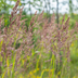 24x Korean Feather Reed Grass (Calamagrostis brachytricha) 10-25cm Bild 6
