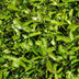 Große Kirschlorbeer Pflanzen Rotundifolia 125-150 cm für 10m Hecke Bild 5