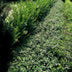 6x Euonymus fortunei radicans - 10-25cm hoch, Ø9cm Topf Bild 5