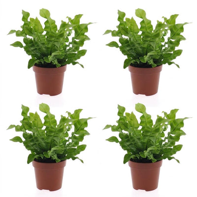 Green boutiQ - Asplenium Crispy Wave - Krauser Wellenfarn - 4 Pflanzen - Pot 12cm - Hoogte - 30cm
