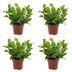 Green boutiQ - Asplenium Crispy Wave - Krauser Wellenfarn - 4 Pflanzen - Pot 12cm - Hoogte - 30cm Bild 2