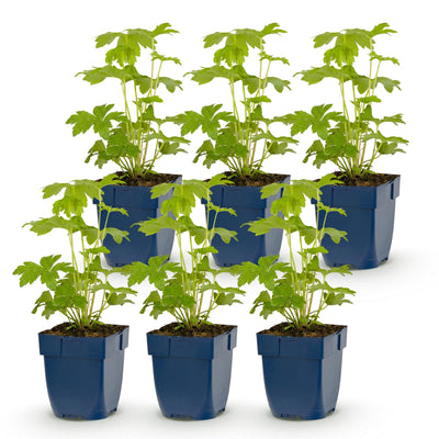Green boutiQ - Perennial - Delphinium Tricolor - Larkspur - Bee and butterfly attractors - Purple - Pink - White - 6 Plants - Pot 11cm - Height 15-25cm