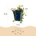 Vinca minor Atropurpurea (Maagdenpalm) - 6 violette Bodendecker Pflanzen Bild 3
