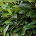 GreenboutiQ Prunus laurocerasus Novita Heckenpflanze, 8 Stück, grün Bild 7