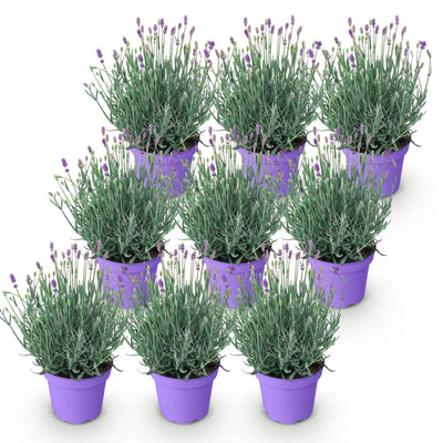 9x Lavendel 'Munstead' – Winterhart, Duftend, Lila – Topf 12cm