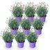 9x Lavendel 'Munstead' – Winterhart, Duftend, Lila – Topf 12cm Bild 2