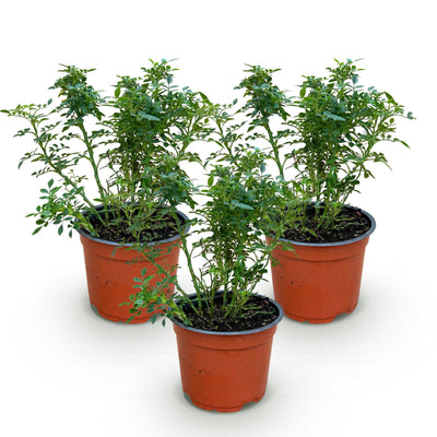 Green boutiQ Gartenrose Cutie Pie, 3 Pflanzen, winterhart
