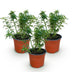 Green boutiQ Gartenrose Cutie Pie, 3 Pflanzen, winterhart Bild 2