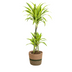 Dracaena Deremensis Lemon Lime, 90-110cm, Ø21cm Topf, mit Korb Bild 1