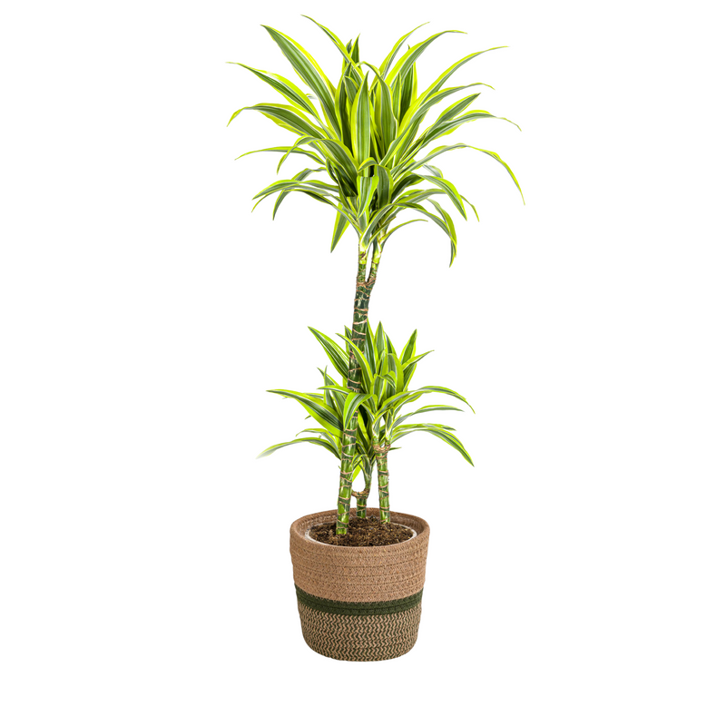 Dracaena Deremensis Lemon Lime, 90-110cm, Ø21cm Topf, mit Korb