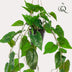 Künstliche Philodendron Hängepflanze - 80 cm - Pflegeleicht & Realistisch Bild 3