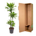 Dracaena Golden Coast - 140 cm - Ø27 cm Topf Bild 4