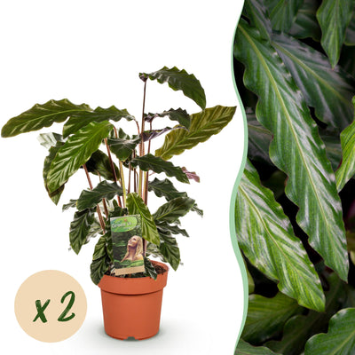 Green boutiQ - Zimmerpflanzen - Calathea Rufibarba - Pfauenpflanze - Wenig Pflege - Grün - 2 Pflanzen - Topf 17cm - Höhe 55-60cm
