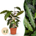 Green boutiQ - Zimmerpflanzen - Calathea Rufibarba - Pfauenpflanze - Wenig Pflege - Grün - 2 Pflanzen - Topf 17cm - Höhe 55-60cm Bild 1
