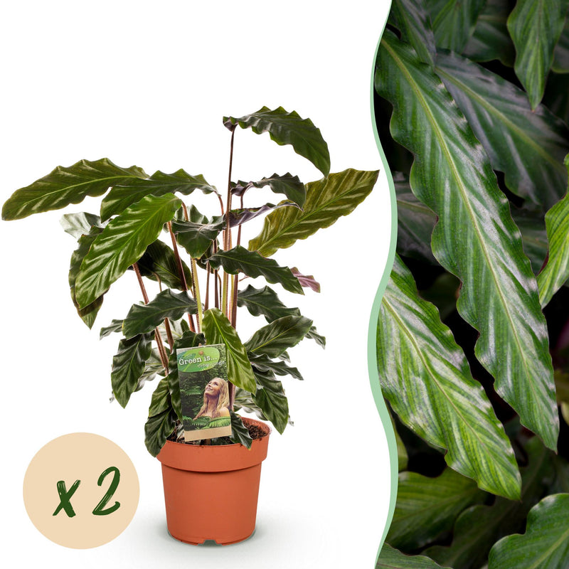 Green boutiQ - Zimmerpflanzen - Calathea Rufibarba - Pfauenpflanze - Wenig Pflege - Grün - 2 Pflanzen - Topf 17cm - Höhe 55-60cm