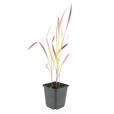 Imperata cylindrica 'Red Baron' Japanisches Blutgras, 10-25cm, 9cm Topf