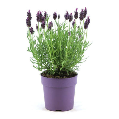 6x Französischer Lavendel Anouk, 12cm Topf