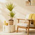 Dracaena Sunray Zimmerpflanze, 90-100cm, Topf 21cm, pflegeleicht Bild 5