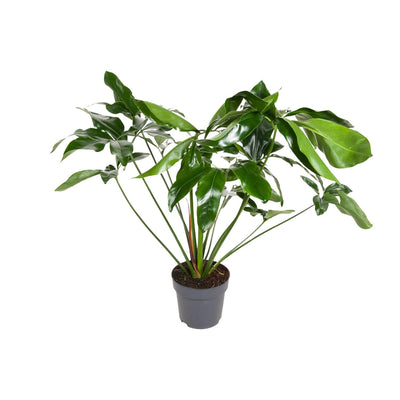 Philodendron Green Wonder, 100cm, Topfgröße Ø24cm