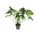 Philodendron Green Wonder, 100cm, Topfgröße Ø24cm Bild 1