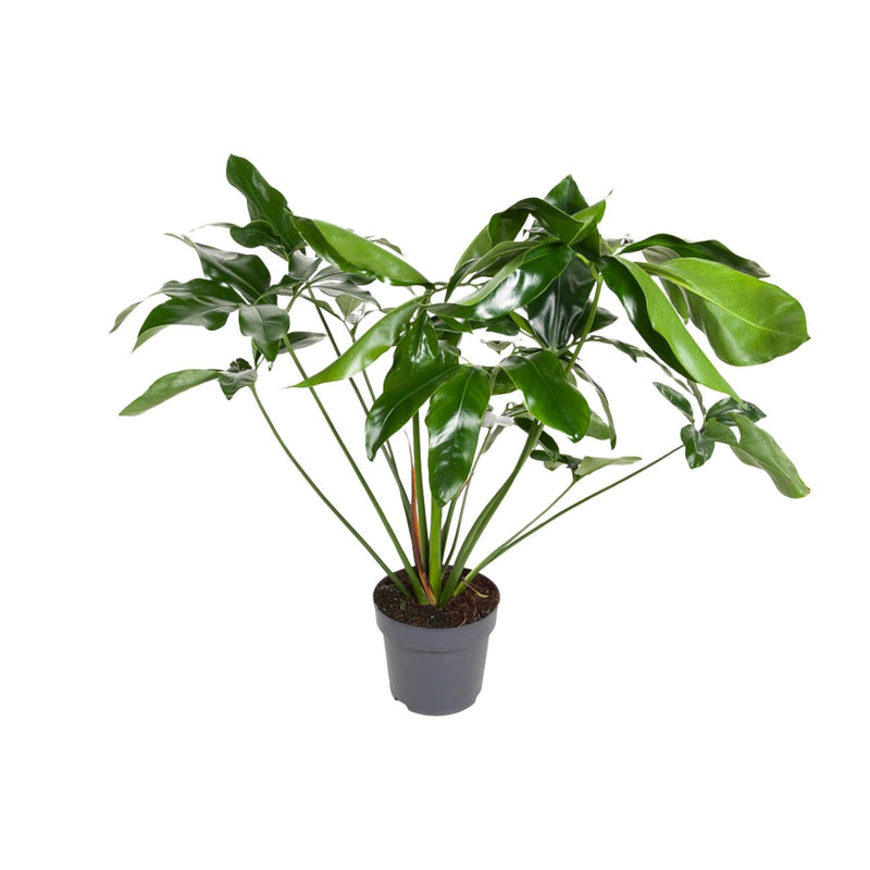 Philodendron Green Wonder, 100cm, Topfgröße Ø24cm