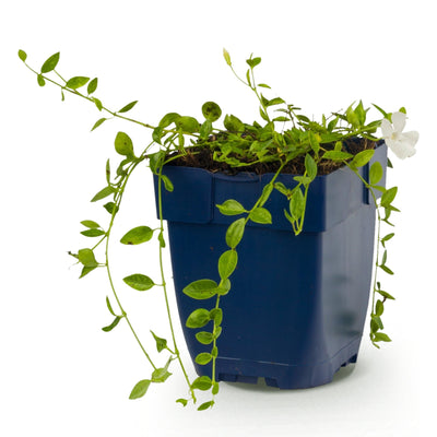 Vinca minor Alba Maagdenpalm - Weiß, Bodendecker, 1 Pflanze im 11cm Topf