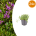 24x Thymus Serpyllum: Duftender Bodendecker, 10-25cm Bild 1