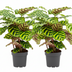 Calathea Makoyana Peacock Plant in 14cm Pot, Set of 2 Bild 1