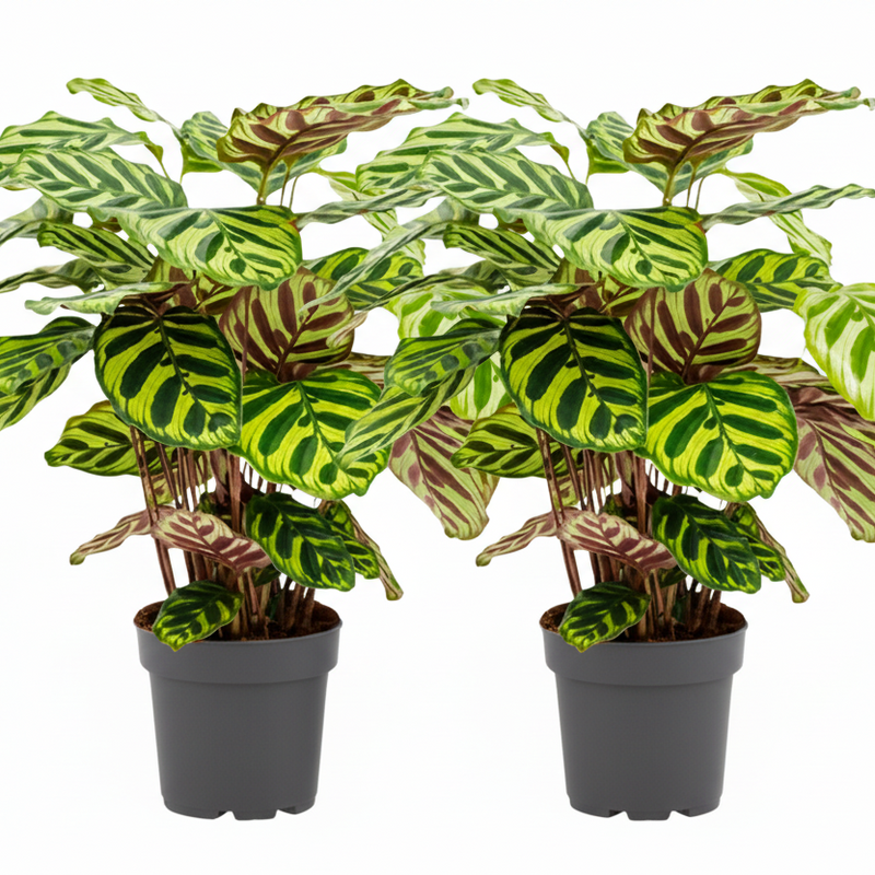 Calathea Makoyana Peacock Plant in 14cm Pot, Set of 2