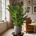 Zamioculcas Zamiifolia ZZ Plant in Grey Eco Pot 80cm Bild 4