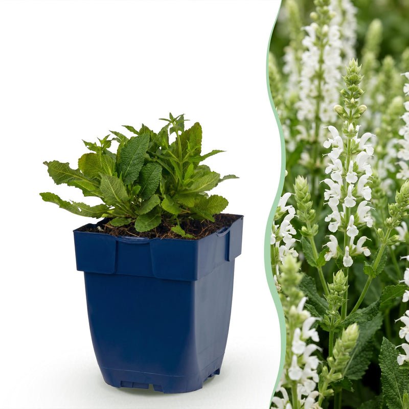 Green boutiQ - Perennial - Salvia nem. Schneehügel - Sage - Bee and Butterfly Attractors - White - 3 Plants - Pot 11cm - Height 15-25cm