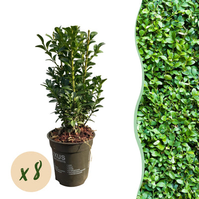 GreenboutiQ Buxus Heckenpflanzen, 8er Set, 1m Breite, Immergrün