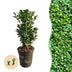 GreenboutiQ Buxus Heckenpflanzen, 8er Set, 1m Breite, Immergrün Bild 1