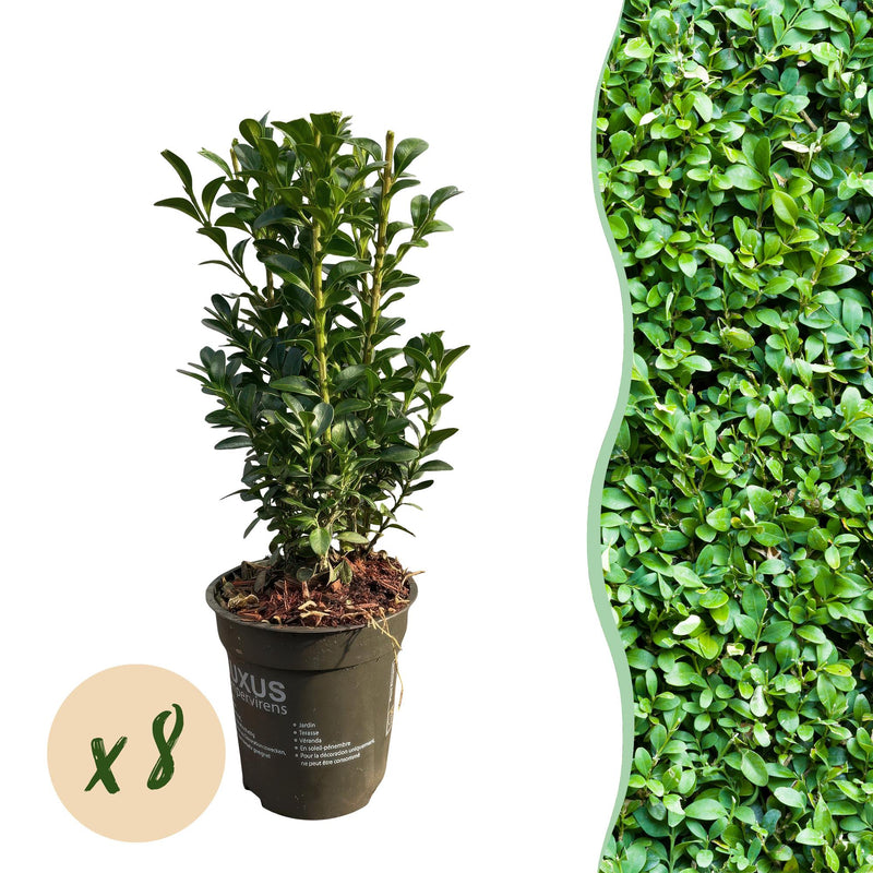 GreenboutiQ Buxus Heckenpflanzen, 8er Set, 1m Breite, Immergrün