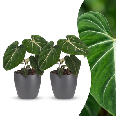 Green boutiQ - Philodendron Gloriosum - Gloriosum Philodendron - 2 Plants - with Grey Pot - Pot 12cm - Height - 25cm