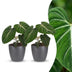 Green boutiQ - Philodendron Gloriosum - Gloriosum Philodendron - 2 Pflanzen - mit Potter Grau - Topf 12cm - Höhe - 25cm Bild 1