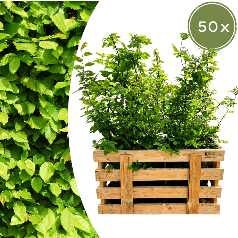 Paletten-Angebot Heckenpflanzen: 50 Carpinus Betulus ↕ 60-80 - Ø 19cm | Mini-Palette