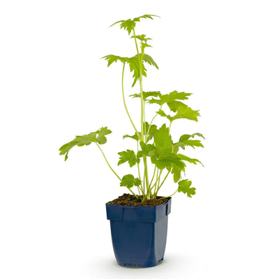 Green boutiQ - Perennials - Delphinium (P) Blue Bird - Larkspur - Bee and Butterfly Attractor - Blue - 1 Plant - Pot 11cm - Height 15-25cm