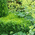 48x Buchsbaum (Buxus Sempervirens) - 10-25cm - Ø9cm Bild 6