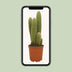 Vatricania Guentheri - Ø21cm - ↕55cm - Exotic Houseplant Bild 4