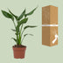 Strelitzia Reginae Paradiesvogelblume Ø12cm, 35cm hoch Bild 4