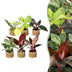 6x Baby Philodendron Mix: Bunt & Pflegeleicht für Ihr Zuhause Bild 1