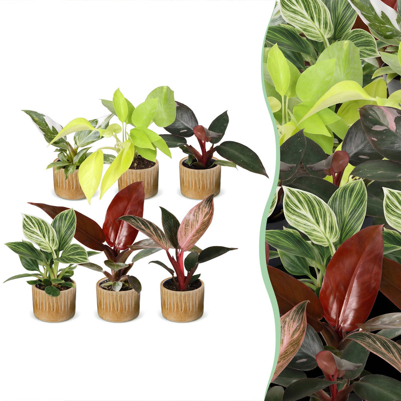 6x Baby Philodendron Mix: Bunt & Pflegeleicht für Ihr Zuhause