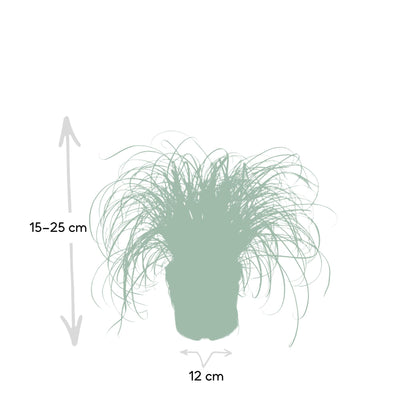 Katzengras Cyperus Alternifolius: Gesunde Freude für Ihre Katze im 12cm Topf