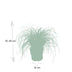 Katzengras Cyperus Alternifolius: Gesunde Freude für Ihre Katze im 12cm Topf Bild 2