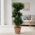 Dracaena Compacta - 140 cm - Ø30 cm Topf - Attraktive Zimmerpflanze Bild 3