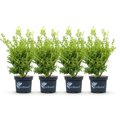BetterBuxus Babylon Beauty: 4x Buxus gegen Krankheiten (1m)