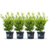 BetterBuxus Babylon Beauty: 4x Disease-Resistant Boxwood (1m) Bild 2