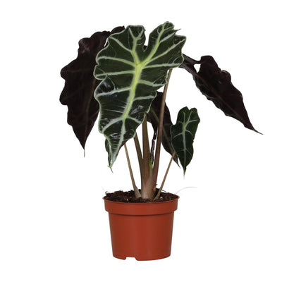 Alocasia Amazonica Polly, Ø12cm, ↕30cm - Tropische Eleganz für Ihr Zuhause