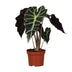 Alocasia Amazonica Polly, Ø12cm, ↕30cm - Tropische Eleganz für Ihr Zuhause Bild 1